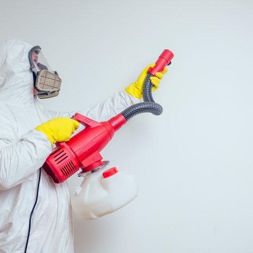 Come Funziona un Servizio di Disinfestazione Online? Guida e Consigli
